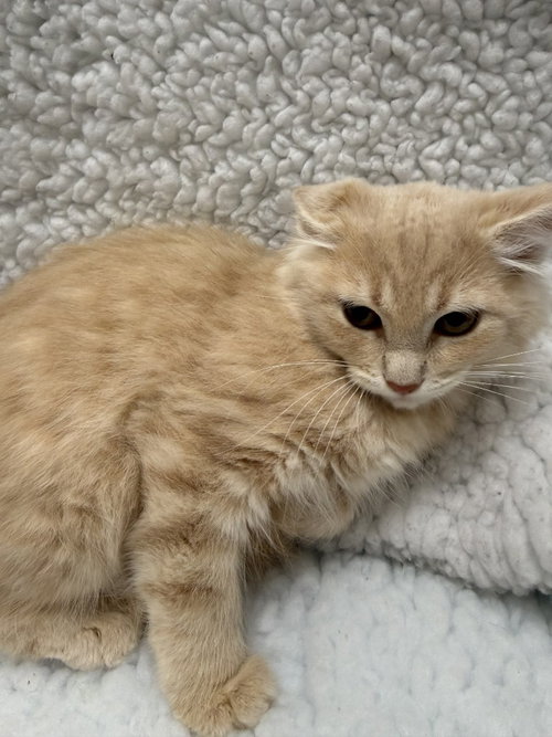 Patriot, Baby Domestic Long Hair / Mixed, cat for adoption in Denton, Texas