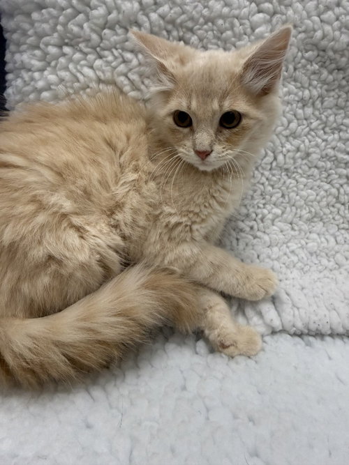 Spirit, Baby Domestic Long Hair / Mixed, cat for adoption in Denton, Texas