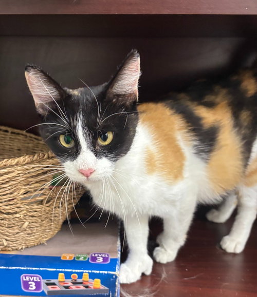 Thumbelina, Adult Calico, cat for adoption in Denton, Texas