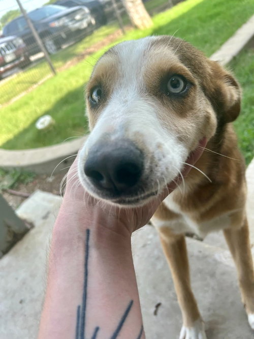 Porter, an adoptable Husky in Little Elm, TX