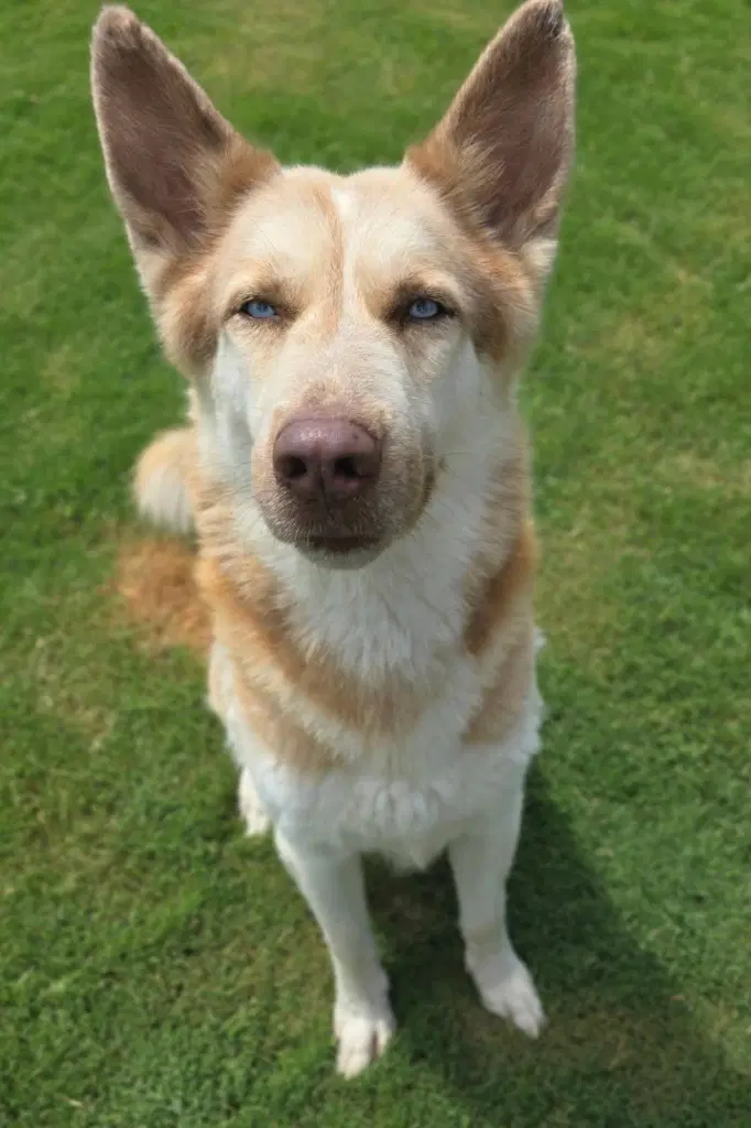 Hufflepuff - Husky