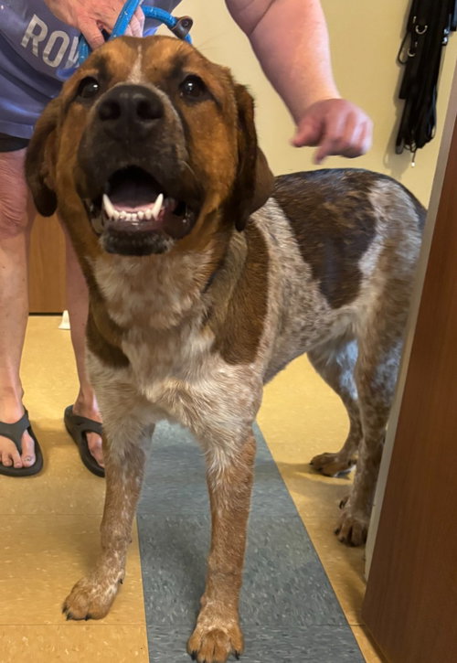 Millie, an adoptable Cattle Dog in Little Elm, TX