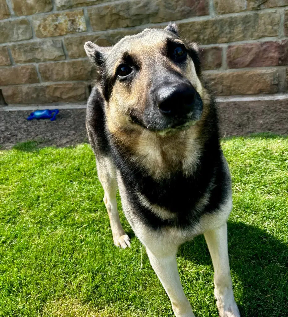 Stewart - German Shepherd Dog