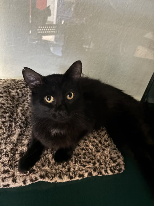 Panther, an adoptable Domestic Medium Hair in Little Elm, TX