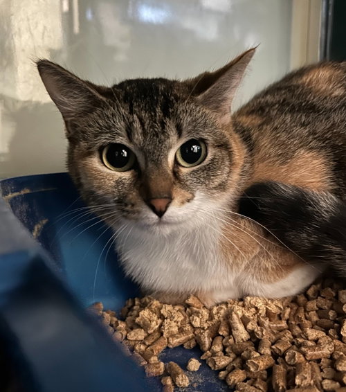 Patches, an adoptable Domestic Short Hair in Little Elm, TX