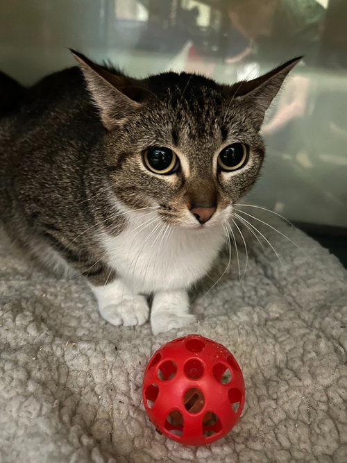 Stripes, an adoptable Domestic Short Hair in Little Elm, TX