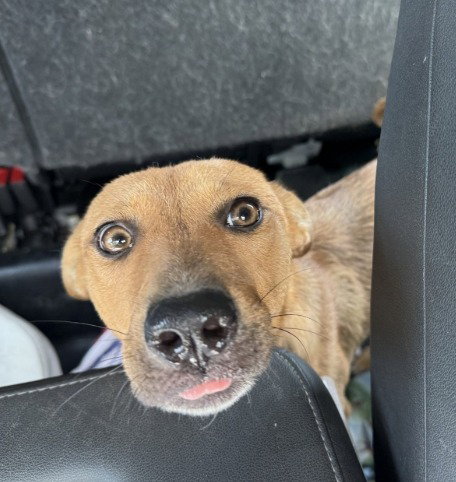 Ginger, an adoptable Shepherd in Little Elm, TX