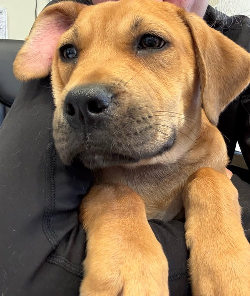 Sam, an adoptable Black Mouth Cur in Little Elm, TX