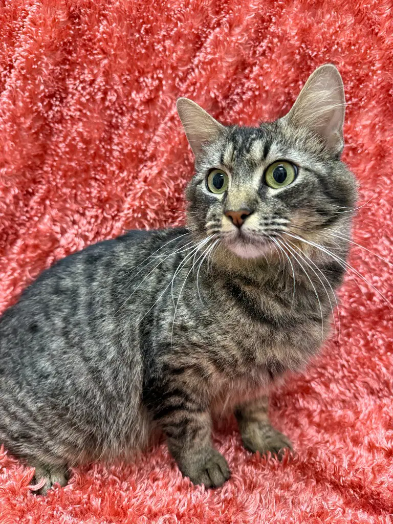 Norma - Domestic Medium Hair
