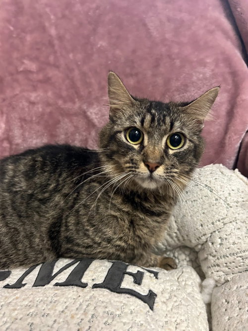 NORMA - Domestic Medium Hair available for adoption