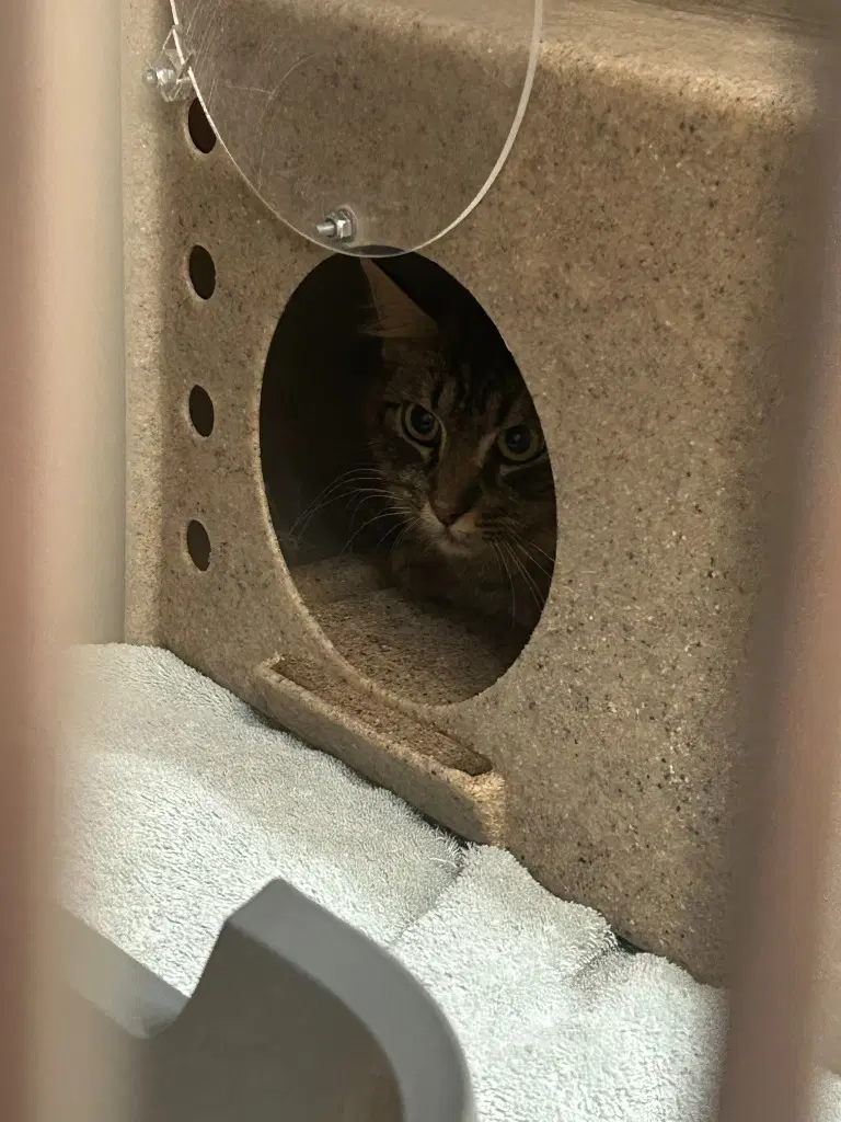 Norma image 3