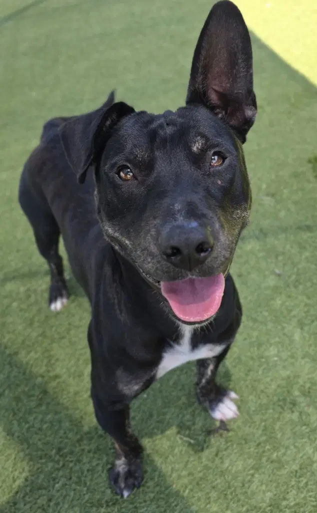 Riot - Bull Terrier