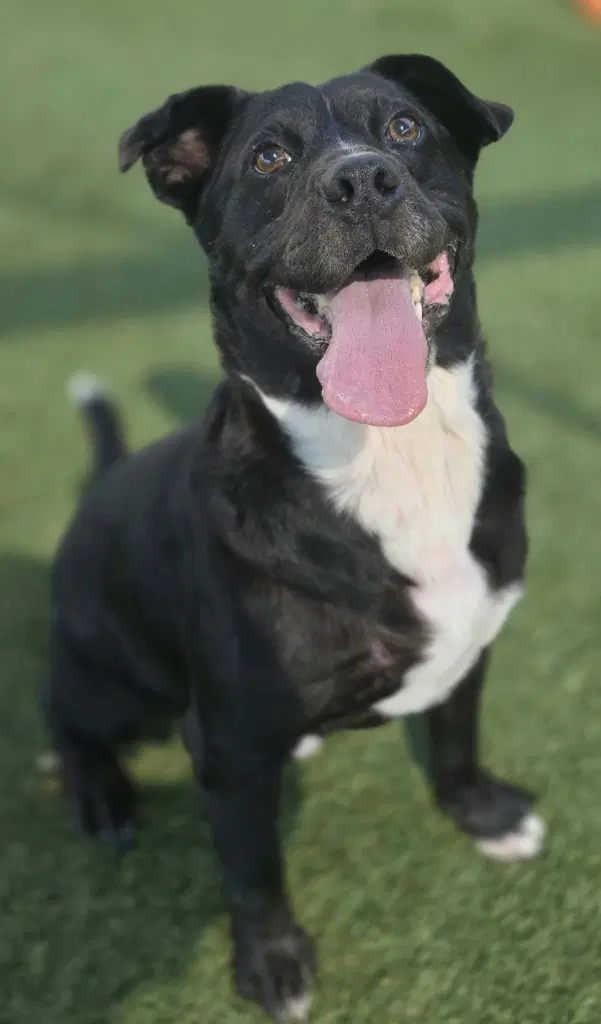 Bennie - Labrador Retriever