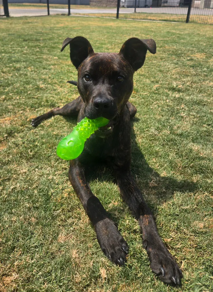 Bing Bong - Pit Bull Terrier