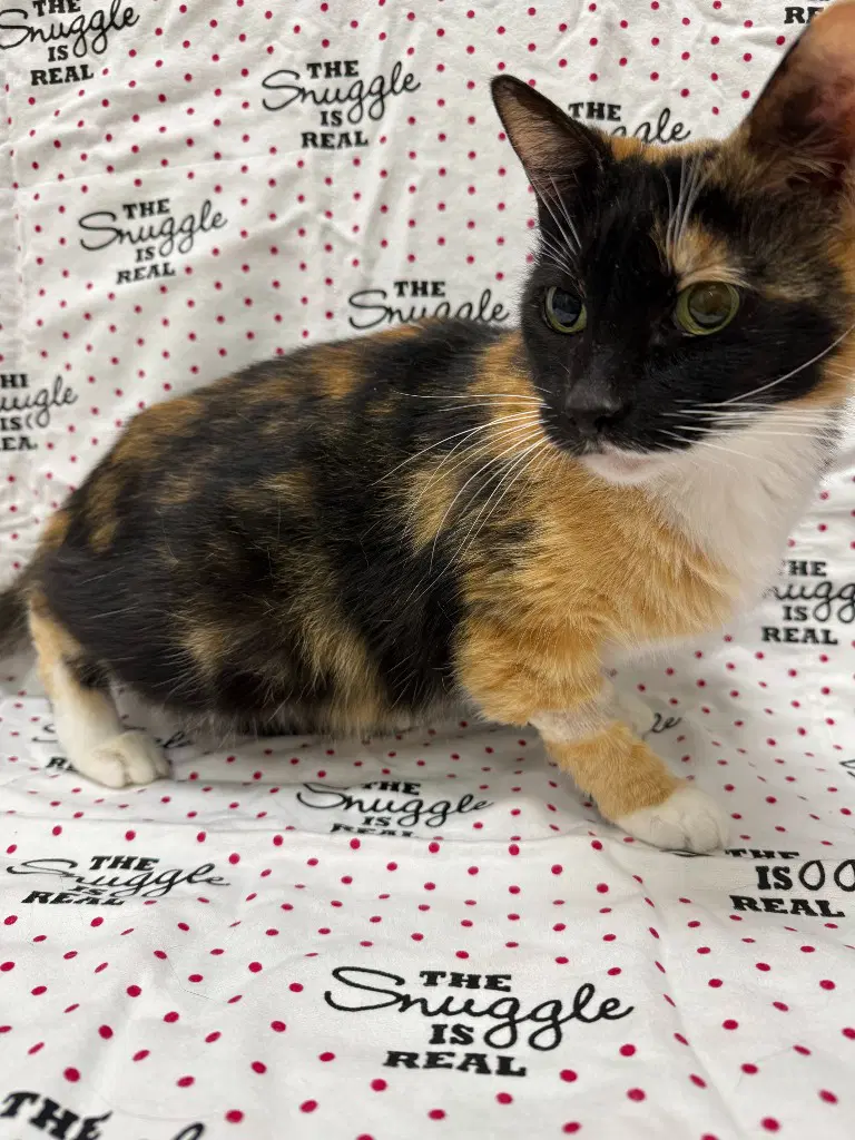 Calicutie - Domestic Short Hair