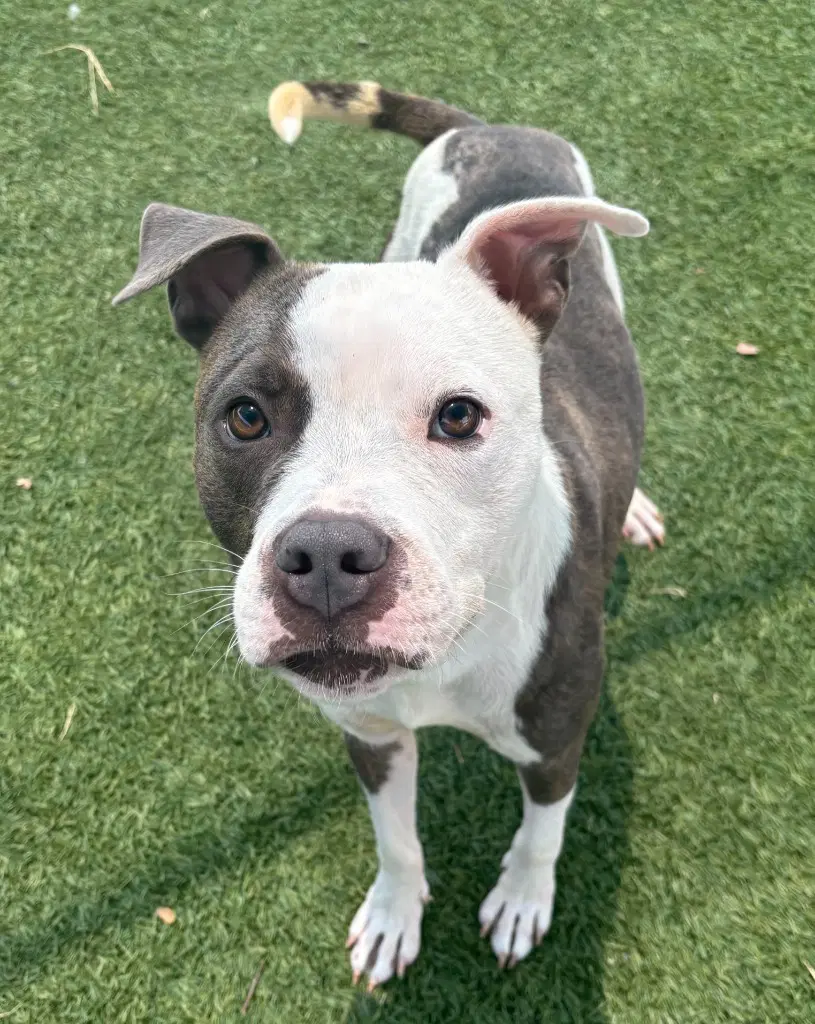 Blaze - Pit Bull Terrier
