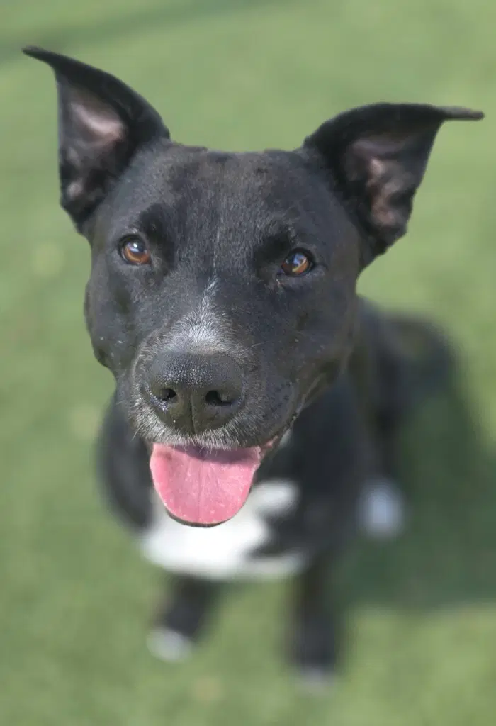 Carly - Pit Bull Terrier