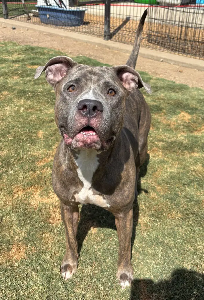 Ladybug - Pit Bull Terrier