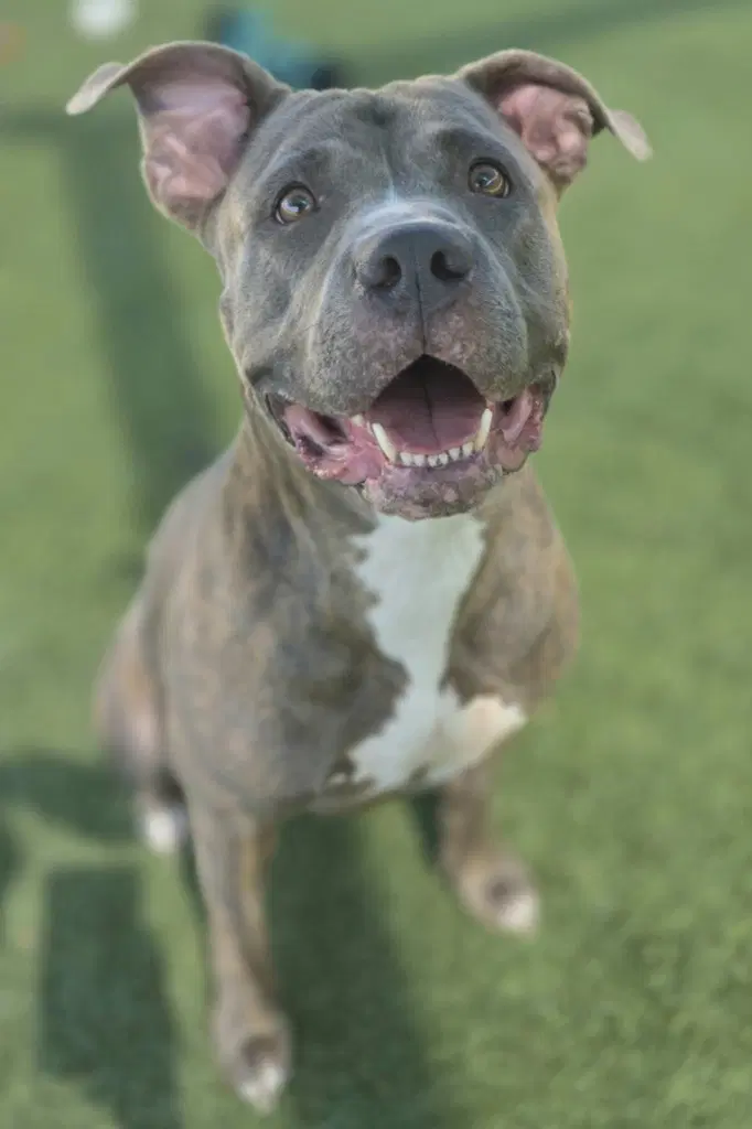 Ladybug - Pit Bull Terrier