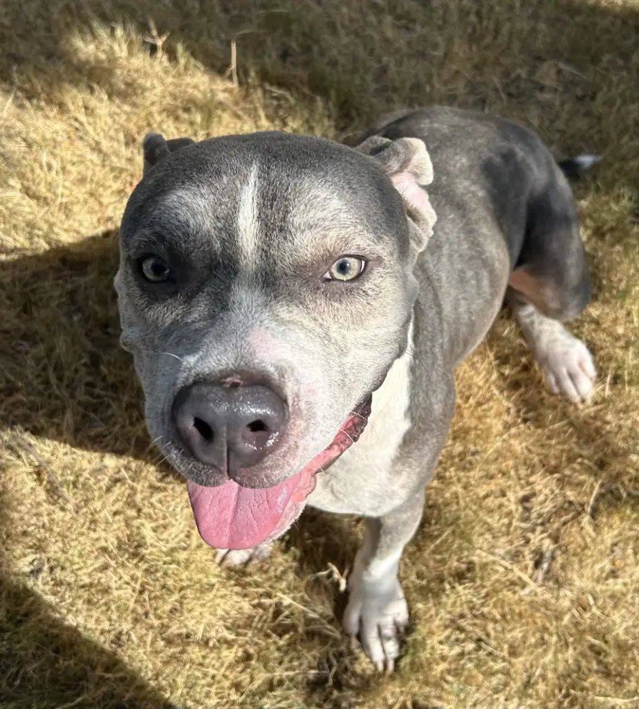 Biff - Pit Bull Terrier