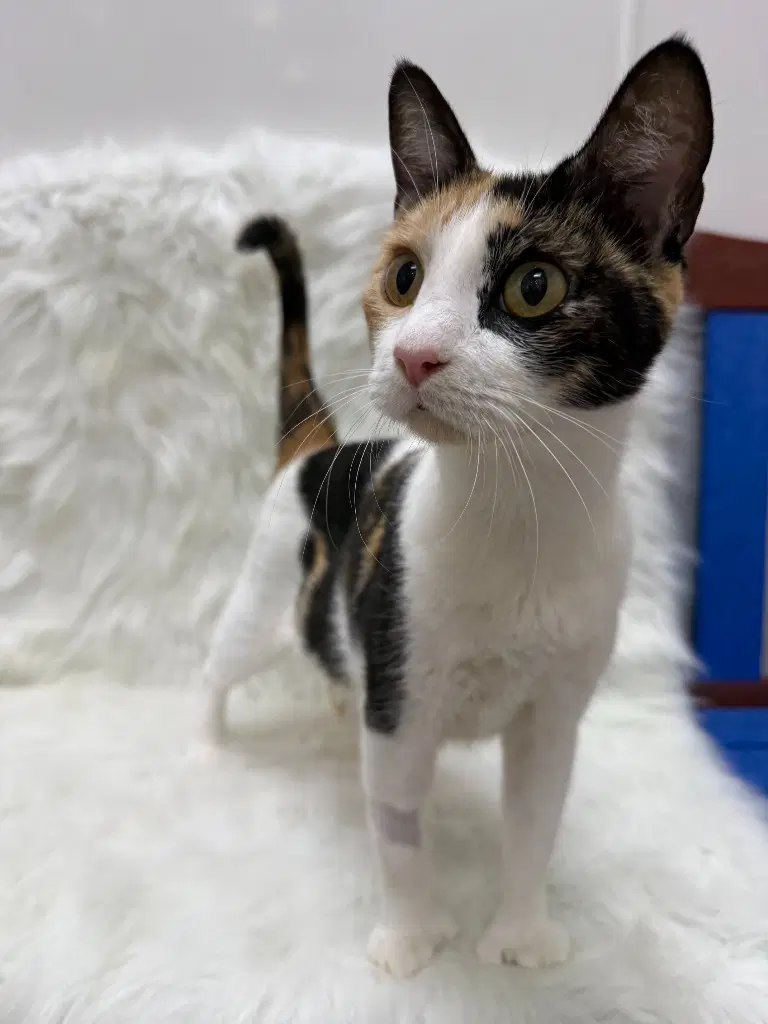 Beans Supreme - Calico