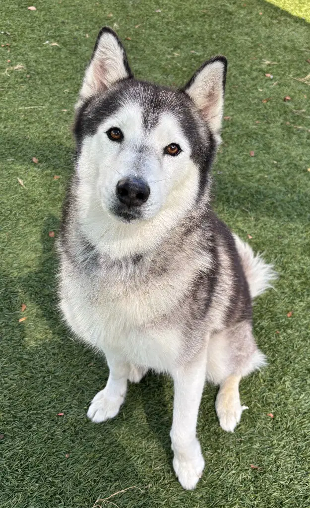 Dez - Husky
