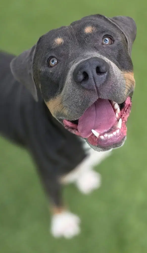 Jabba - Pit Bull Terrier