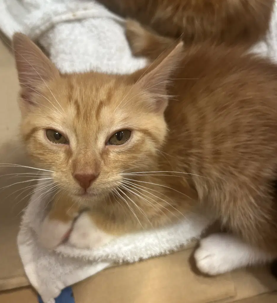 Brad - Domestic Short Hair
