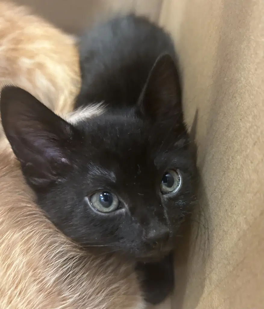 Brent - Domestic Short Hair
