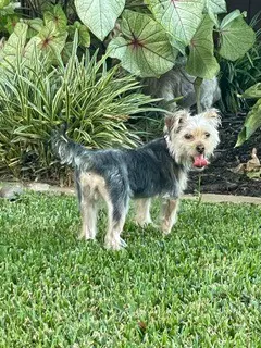 Oakley - Yorkshire Terrier Yorkie