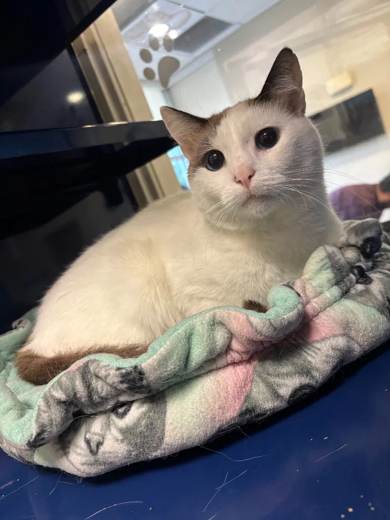 Jackson - Domestic Short Hair