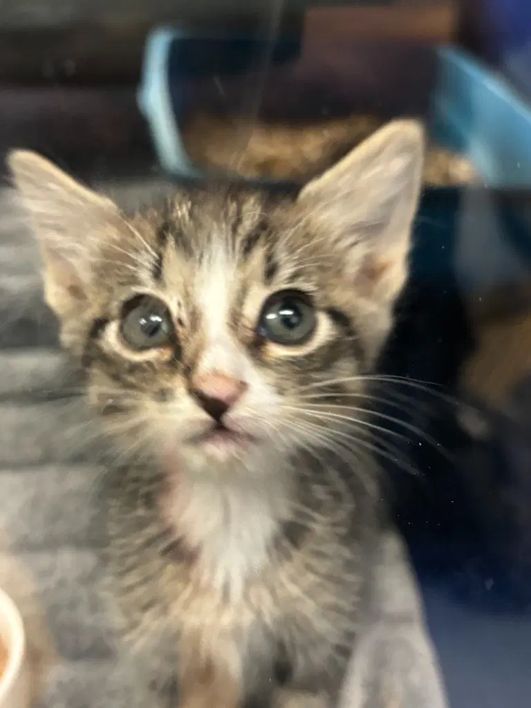 Reina - Domestic Short Hair