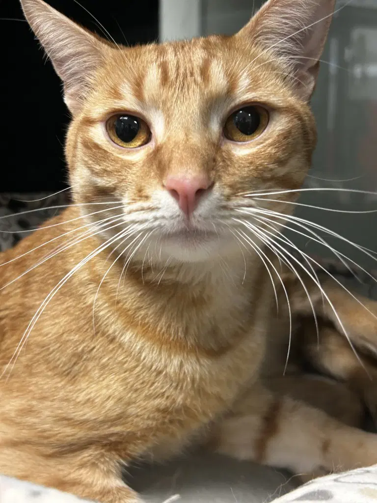 Raphael - Domestic Short Hair
