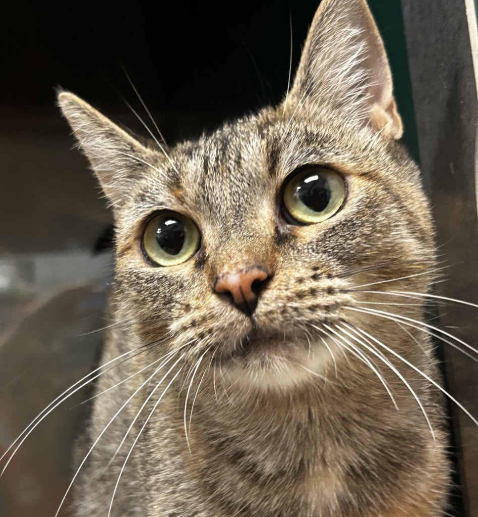 Nala, Domestic Short Hair