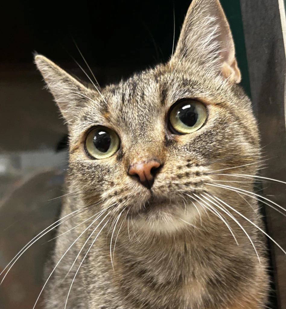 Nala