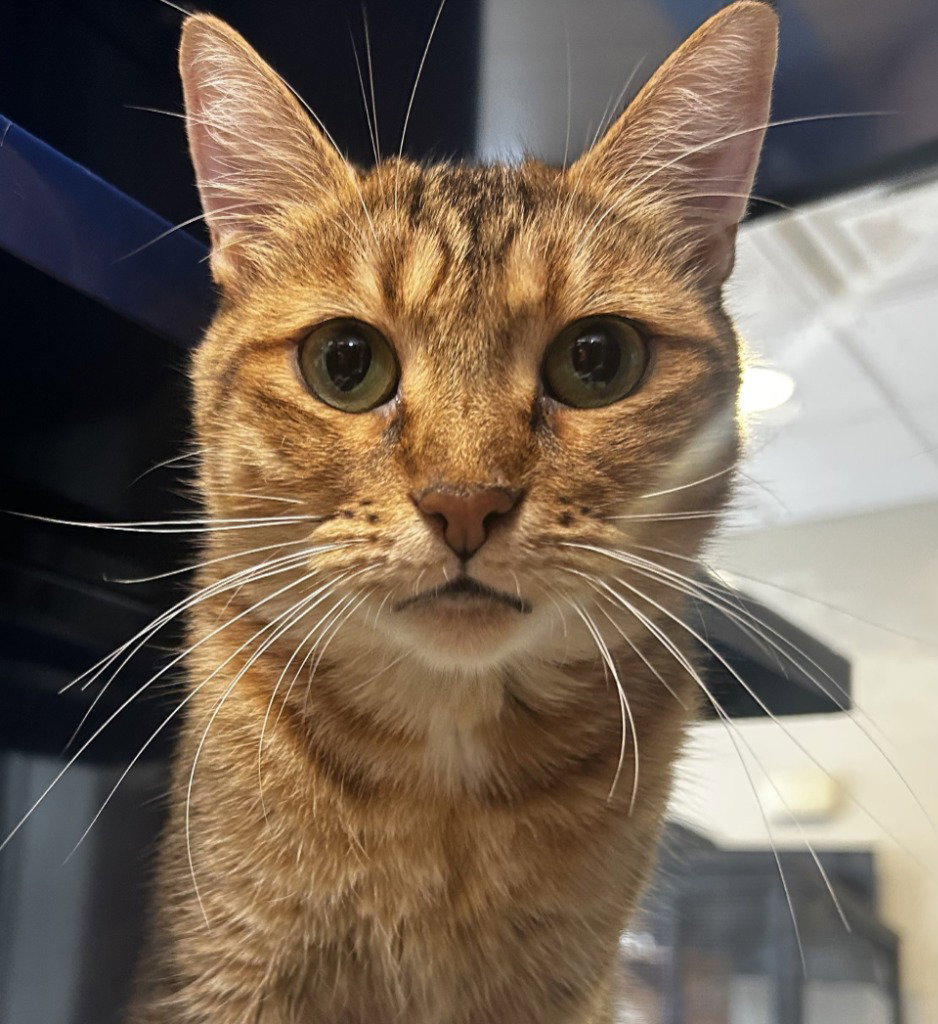 Pixie, Domestic Short Hair