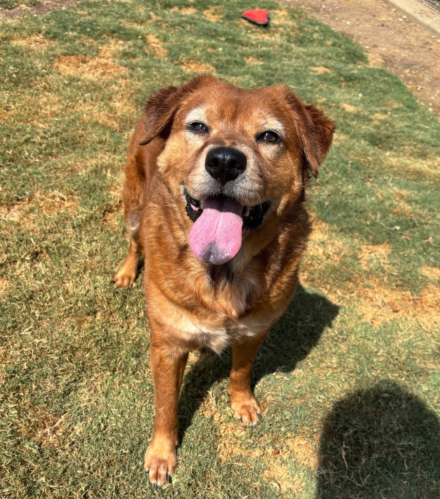 Sadie, Golden Retriever