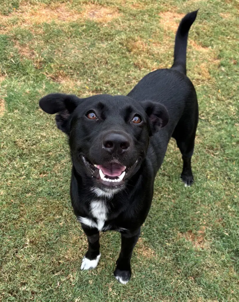Dyson - Labrador Retriever