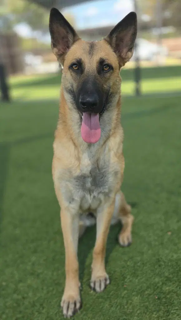 Hope - German Shepherd Dog