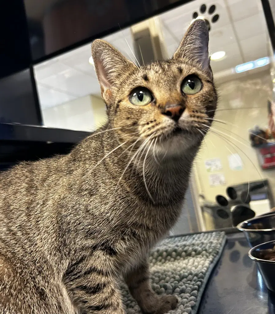 Bubbles - Domestic Short Hair