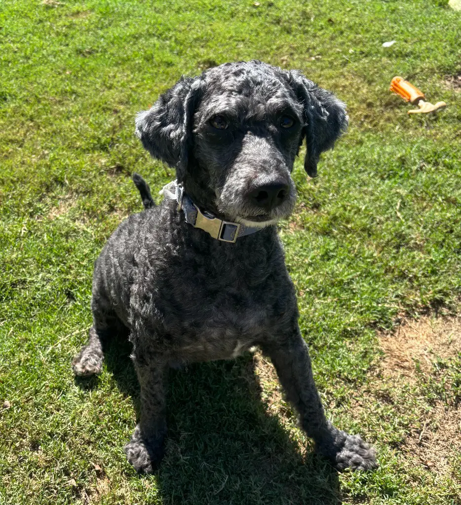 Watson - Poodle (unknown type)