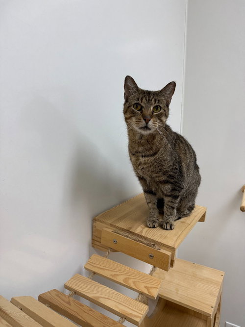 Mrs. Patty, an adult female cat up for adoption