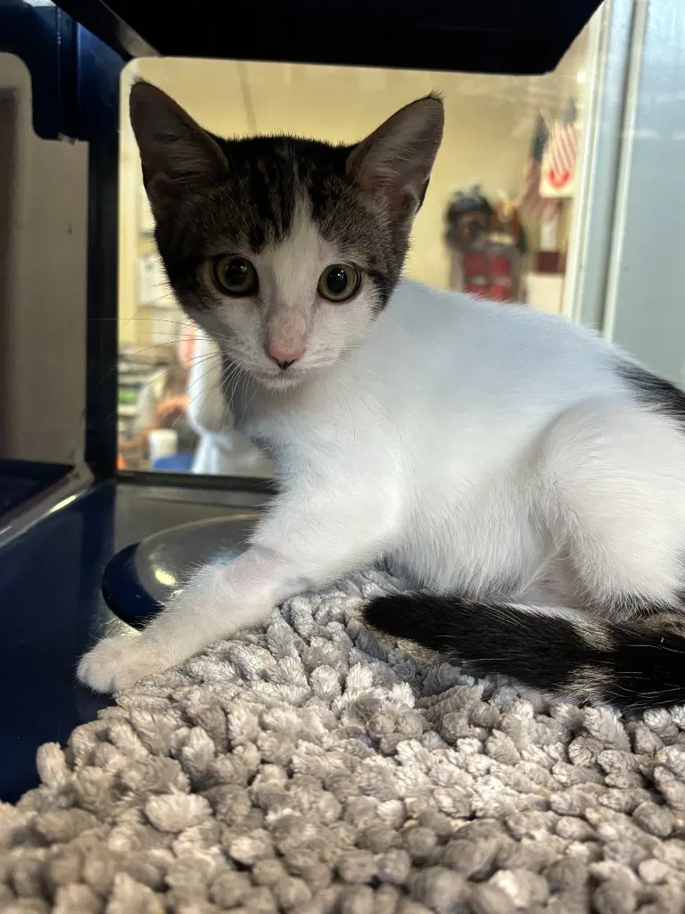 Glazed Donut - Domestic Short Hair