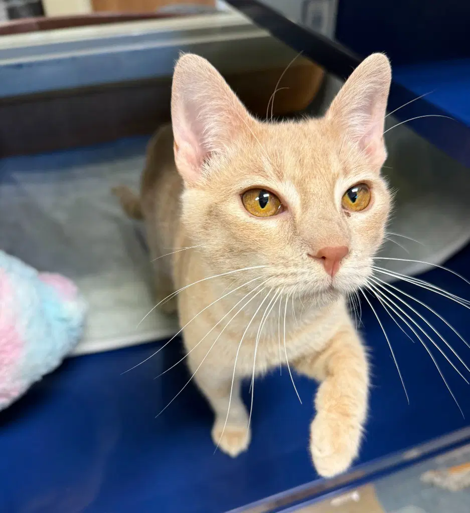 Kirk - Domestic Short Hair