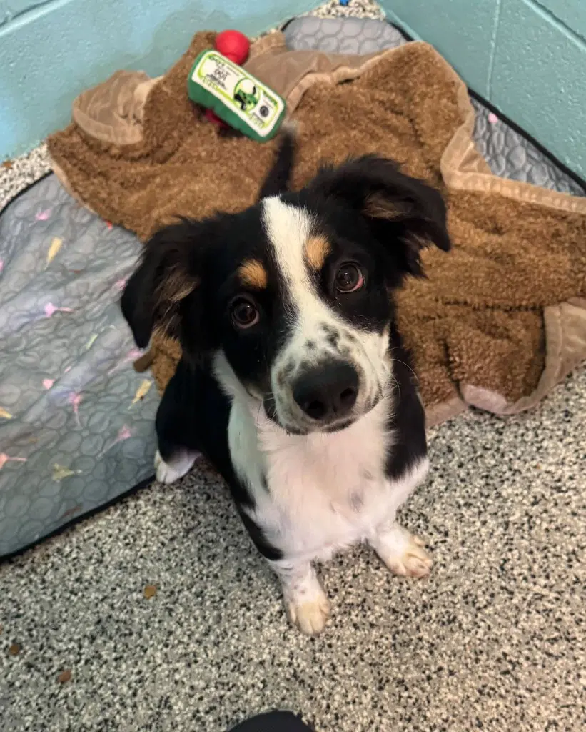 Pez - Border Collie