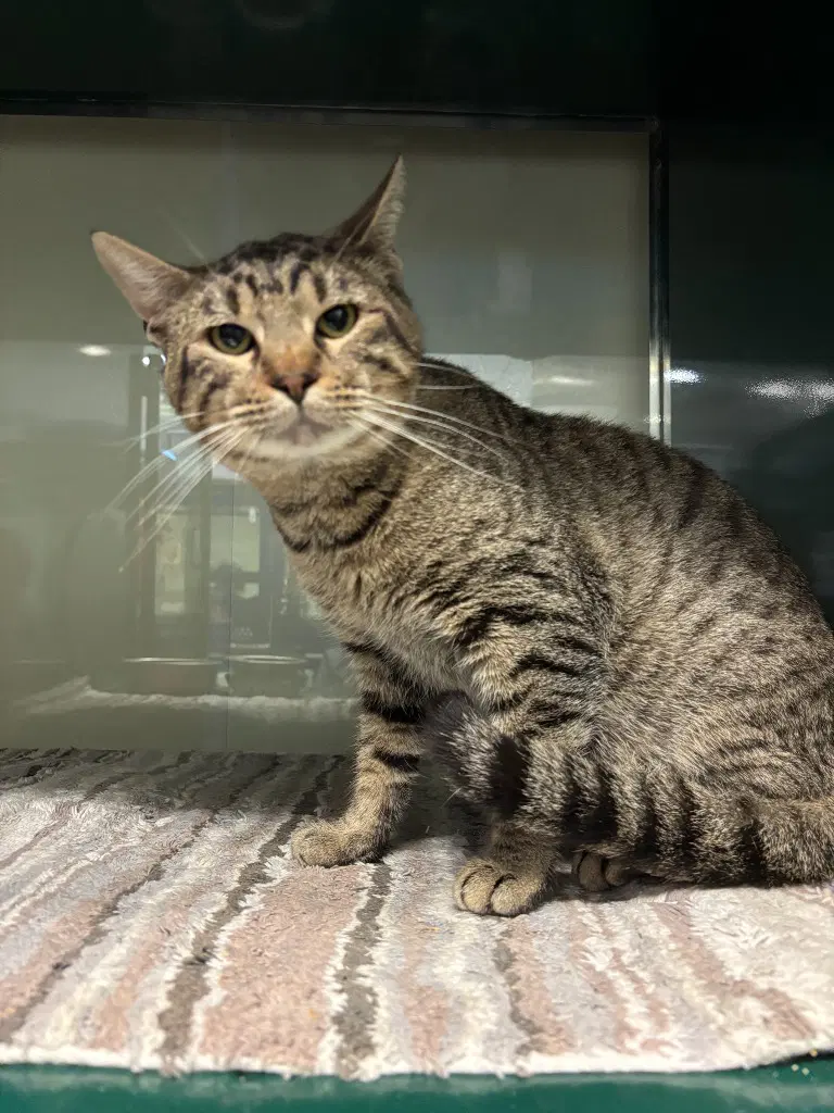Richard - Domestic Short Hair