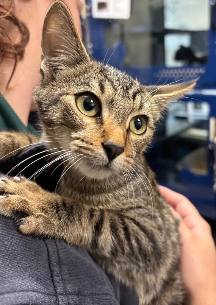 Almond - Domestic Short Hair