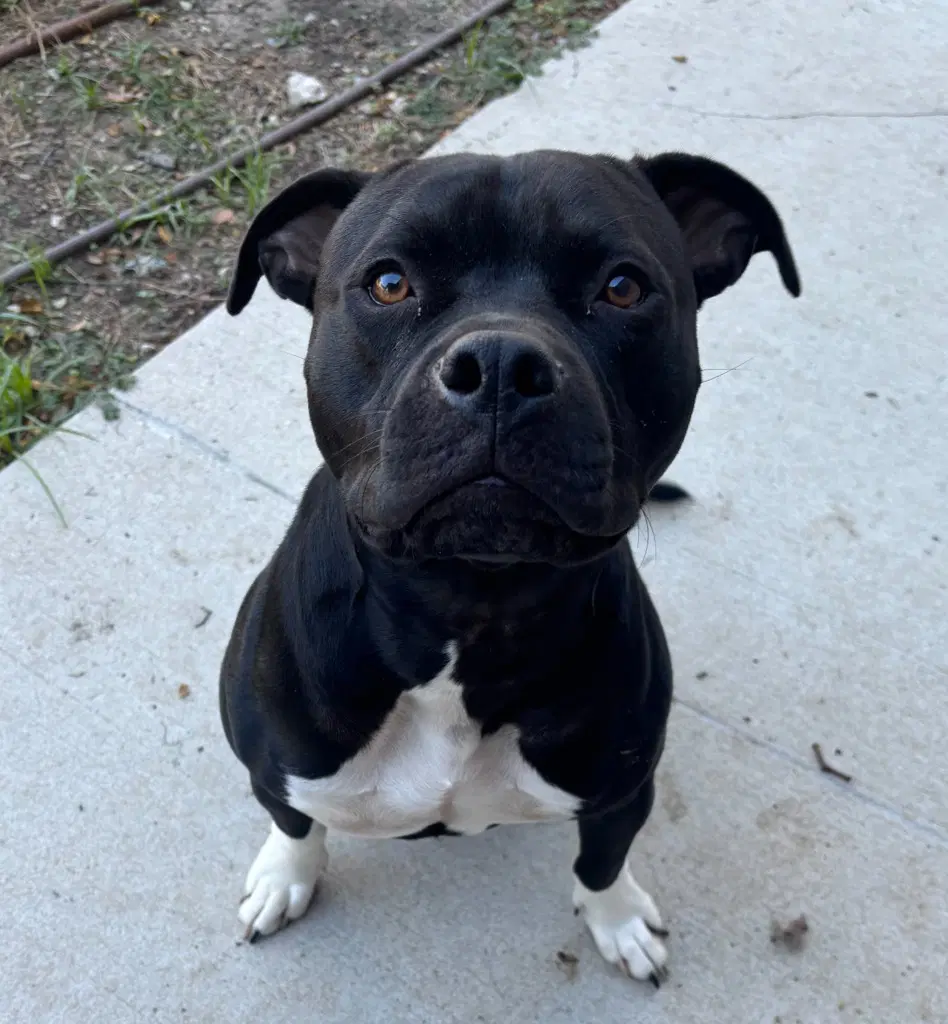 Draco - Pit Bull Terrier