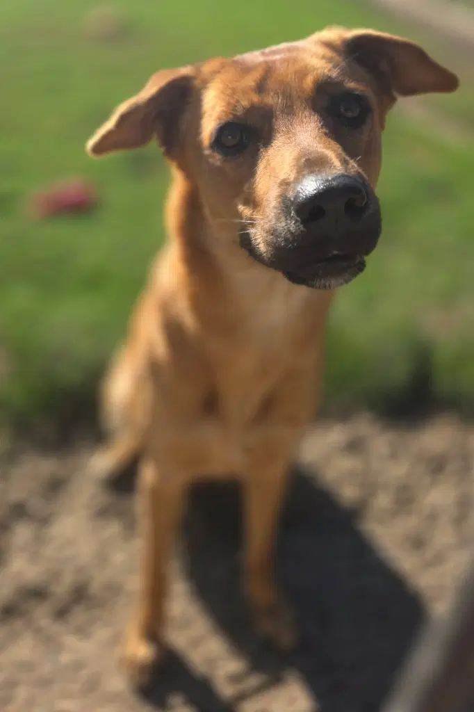 Luna - Shepherd