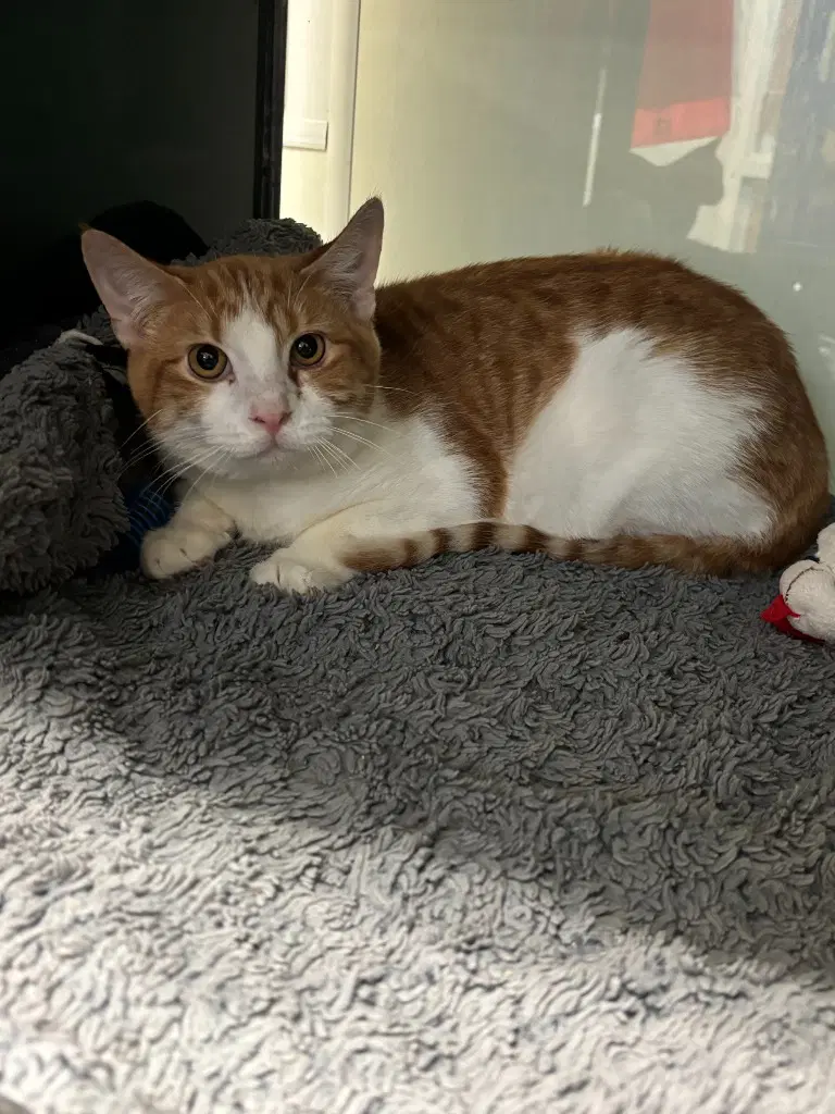 Jess - Domestic Short Hair